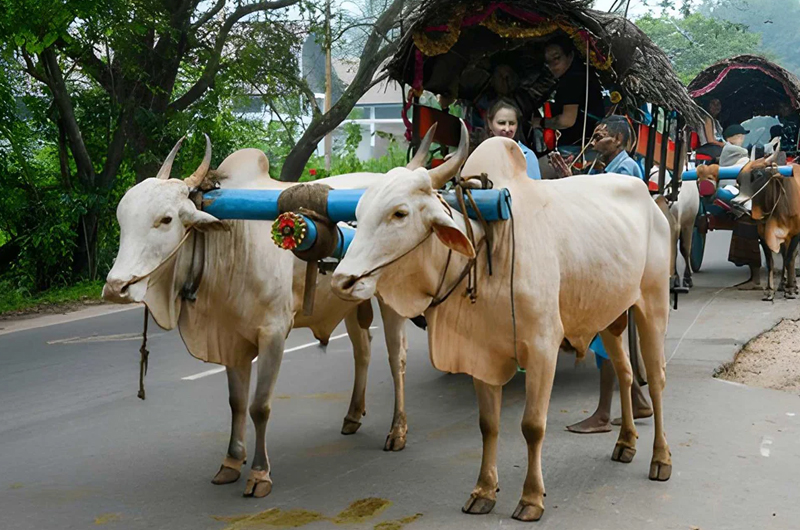 Wild Elephants & Village Life
