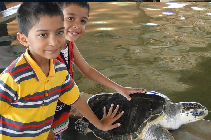 Mangroves, Turtles & Farewell