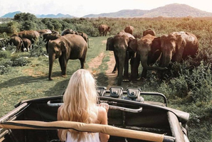 Sunrise Balloons & The Elephant Gathering