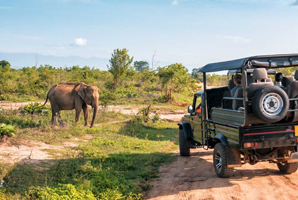Yala Safari