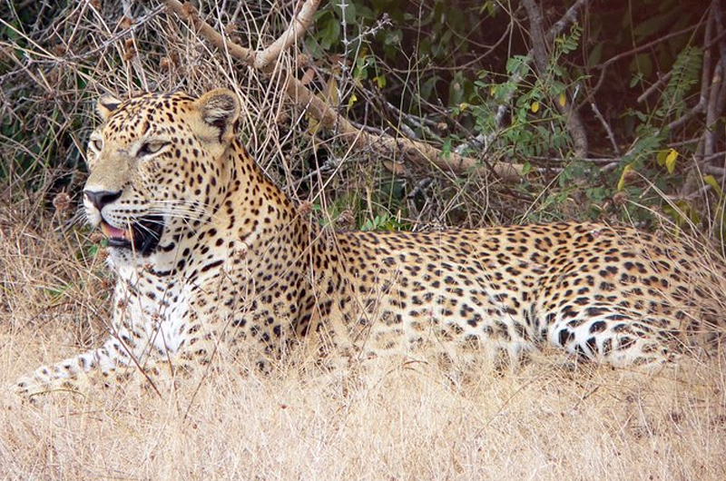 Ravana Falls & The Leopard’s Territory